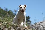 BOULEDOGUE AMERICAIN 055